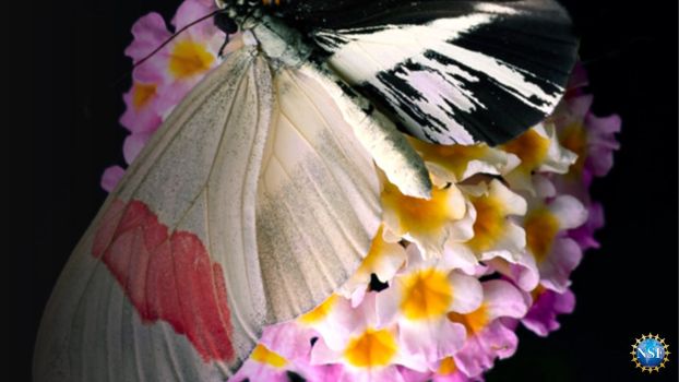 a white and pink longwing butterfly