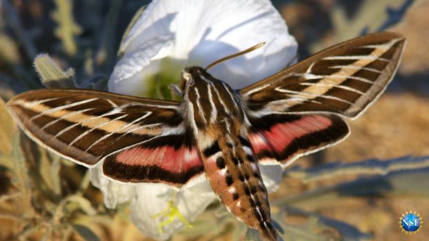 A white-lined sphinx moth sitting on flower