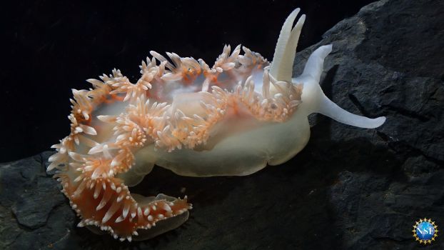 a water slug with kaleidoscope colors