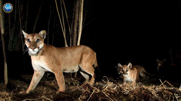 A female mountain lion with her kittens in the dark night of the woods