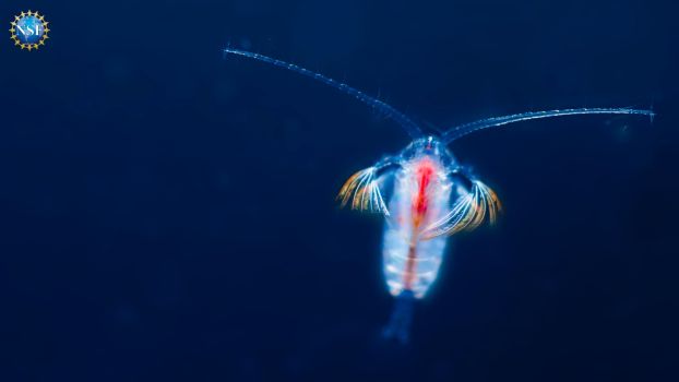 Tiny microscopic copepod belonging to genus Euchirella.