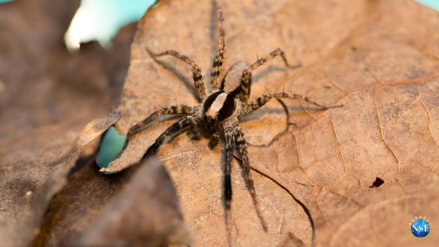 A wolf spider