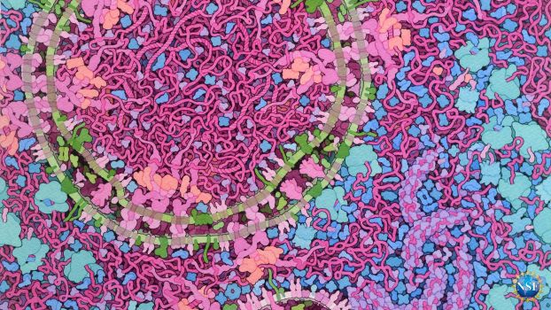 an illustration of mixed colors shows a cross section through a cell infected with a coronavirus