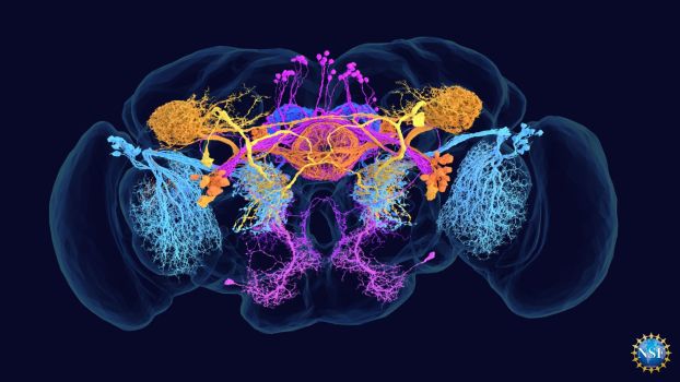 A map of the fruit fly’s brain with bright colors