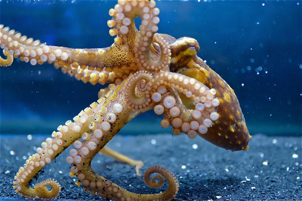 Chemotactile receptors in the suckers of octopus allow the animals to methodically explore their surroundings using "taste by touch."