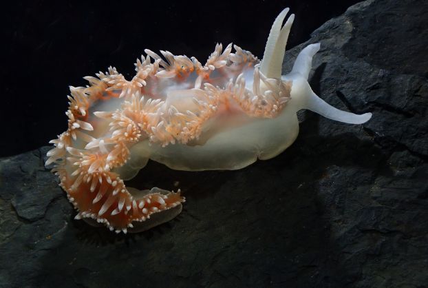 Specimen of a nudibranch, or sea slug, white and peach colored floating in a dark background.