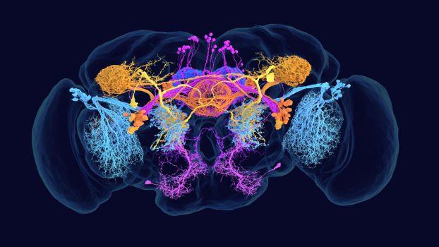 A map of the fruit fly brain