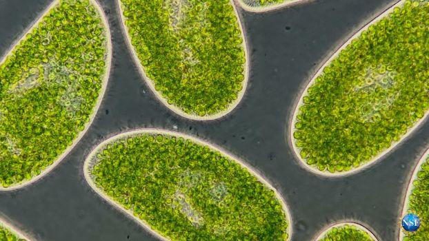 textured green bursaria