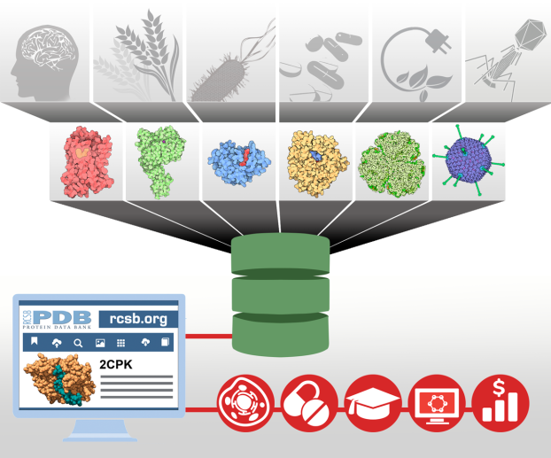 Schematic highlighting different areas of scientific research (in grey), that lead to the study of different biological macromolecules (different colors) that get added the PDB archive (green), made available from RCSB.org, and then impacting medicine, drug discovery, education, research, and the economy.
