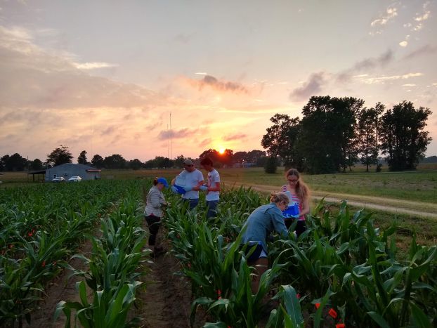 Members of STEPS Research Experience for Undergraduate Students take samples from crops