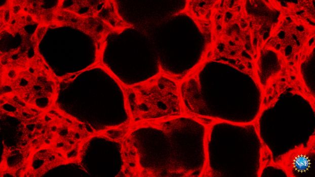 red and black background