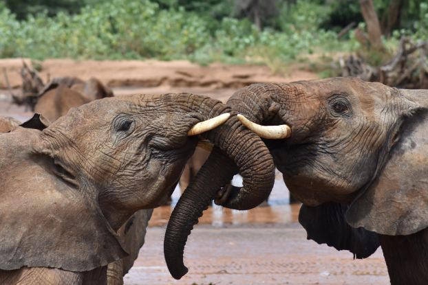 Two juvenile elephants greet each other in Samburu National Reserve in Kenya