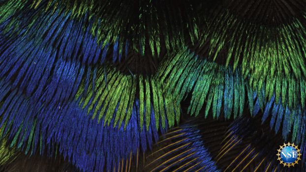 metallic bird feathers