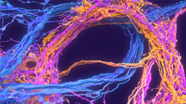 The auditory neurons of a fruit fly