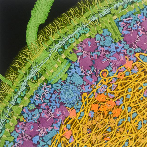 Colorful, stylized illustration of the proteins and other structures cluttering the interior of an E. coli cell.