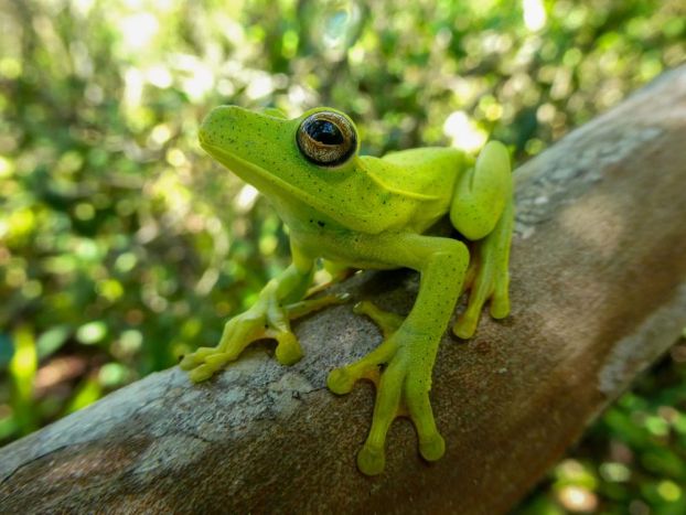 A bright green frog sits on a tree branch