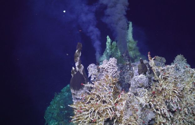 Steam and hot water coming out of worm tubes surrounded by dark blue water.