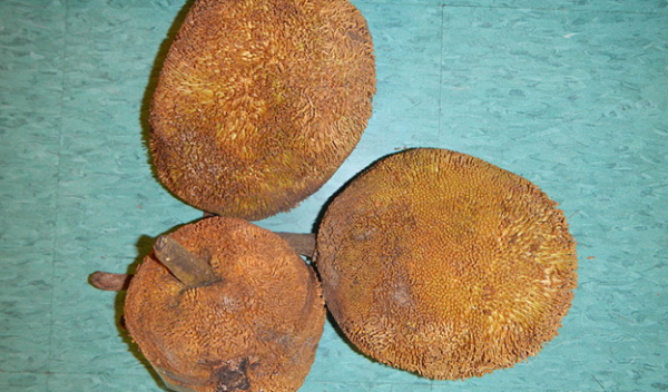 Fruit of the Artocarpus odoratissimus tree.