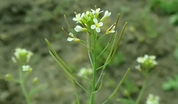 A genetic change caused Arabidopsis plants to absorb 30% more carbon dioxide than normal.