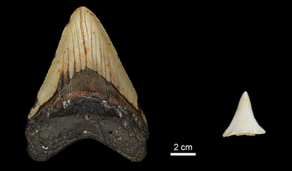 Size comparison of extinct Early Pliocene megalodon tooth and a modern great white shark tooth.