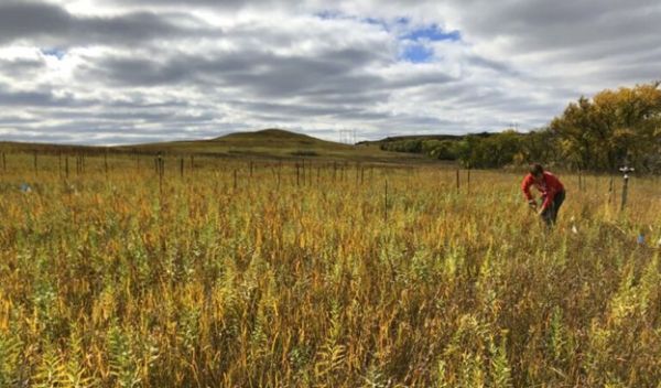 Long-lasting legacies on the prairie