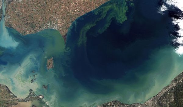 Phosphorus reductions may make Lake Erie more toxic