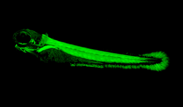 Green fluorescent protein lights up only in trunk muscle in a developing zebrafish embryo
