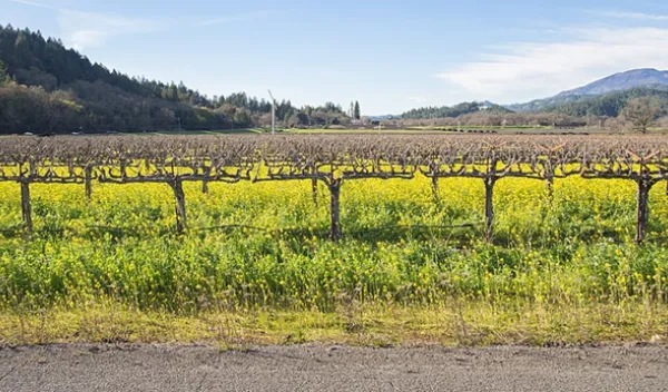 grape field