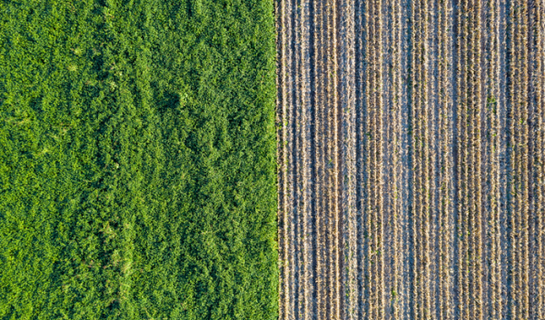 aerial view of a crop field next to a forest 