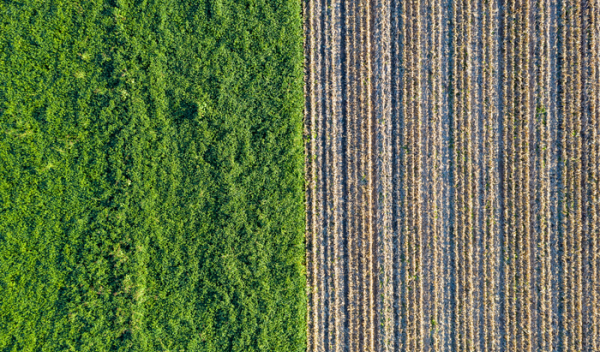 aerial view of a crop field next to a forest