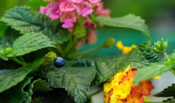 What makes this berry blue