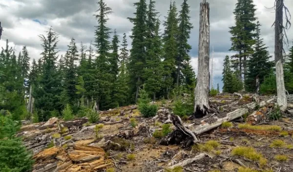 'Green islands' help forests regenerate after fire 