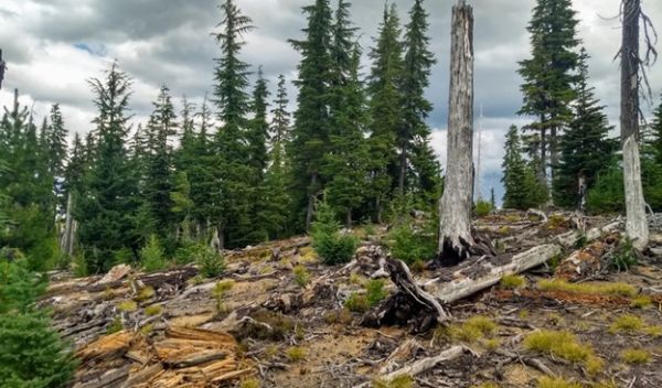 'Green islands' help forests regenerate after fire