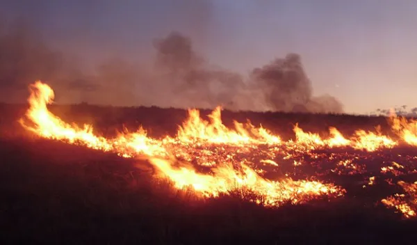 Wildfire in a grassy field