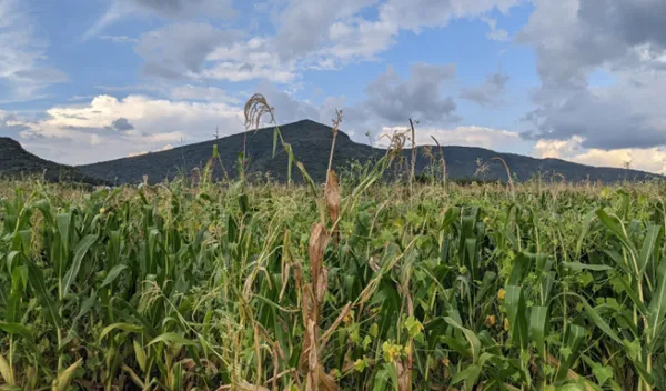 field of green grass and a mountain backdrop