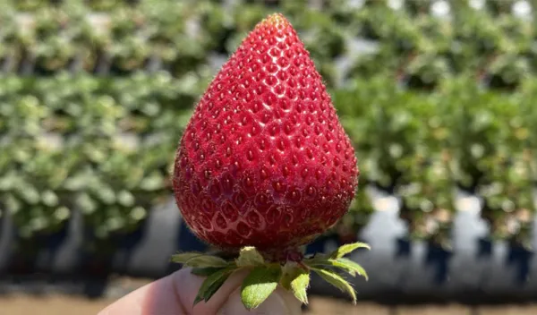 person holding strawberry