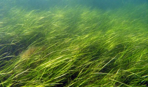 eelgrass in the ocean