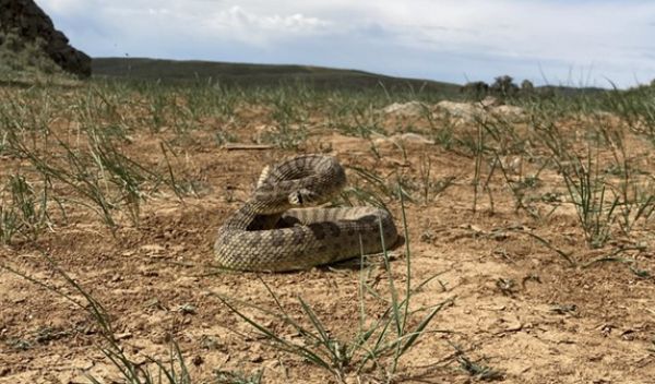 To Keep Up With Evolving Prey, Rattlesnakes Tap Genetically Diverse ...