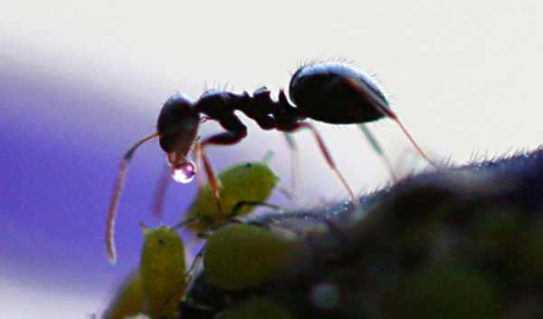 close up of ant