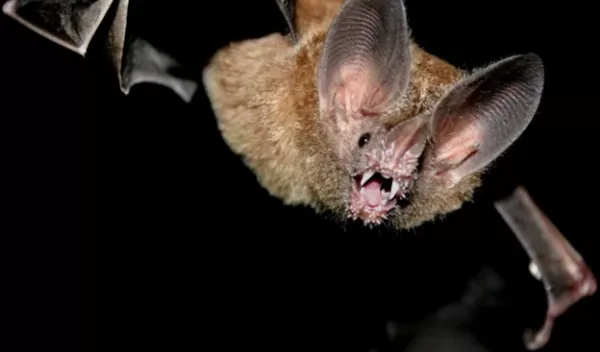 a bat