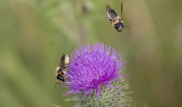 bees on a flower