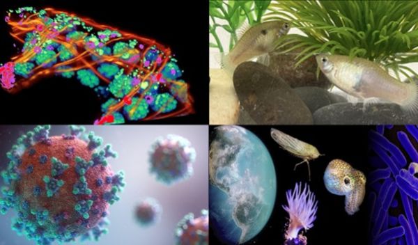 collage of biology images including fish, a bacterial cell, and the earth