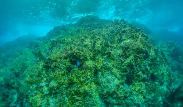 fire coral underwater