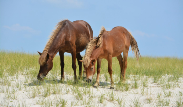 two horses