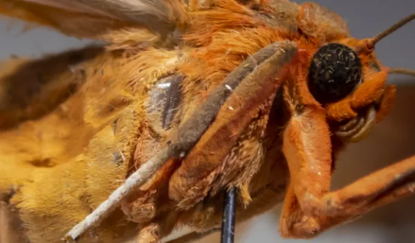 close up of a moth