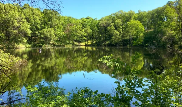 shallow pond with tree backdrop