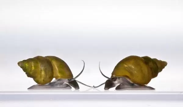 two snails