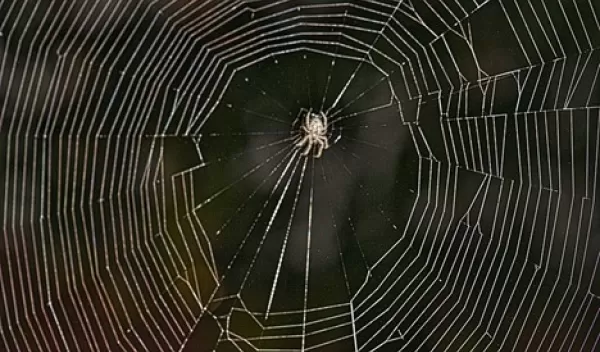 spider in a web