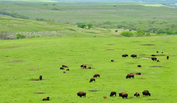 bison in a field