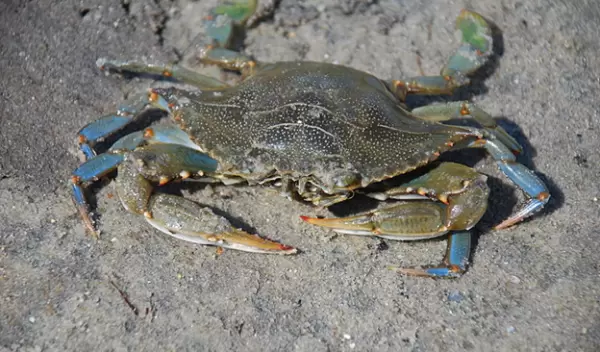 crab in the sand
